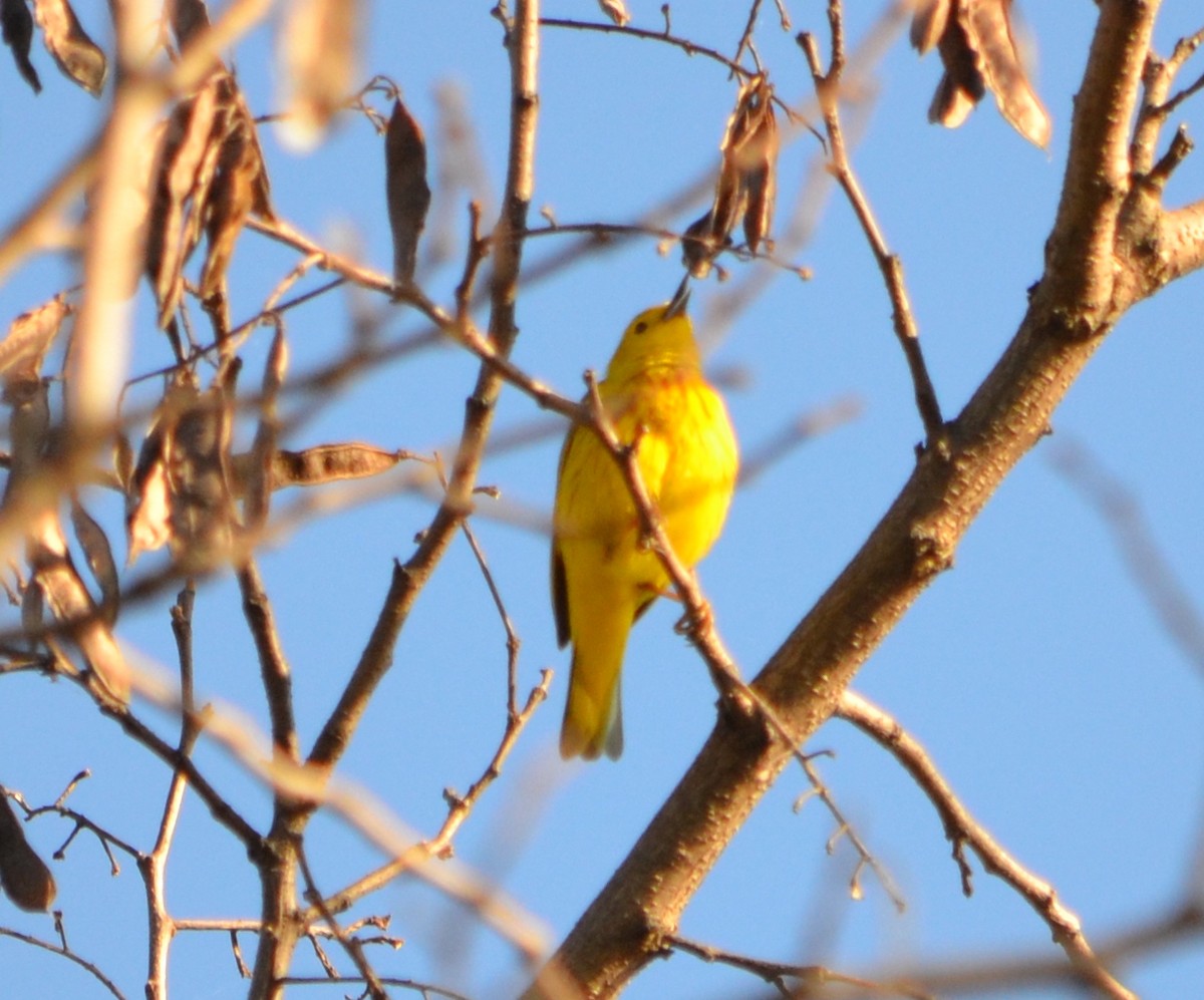 Yellow Warbler - ML618428935