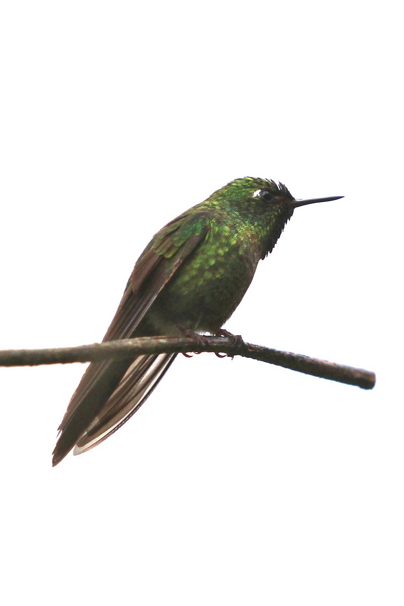 kolibřík dřišťálový - ML618428943