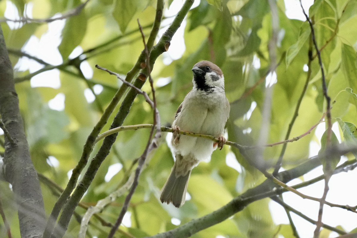 Eurasian Tree Sparrow - ML618428948
