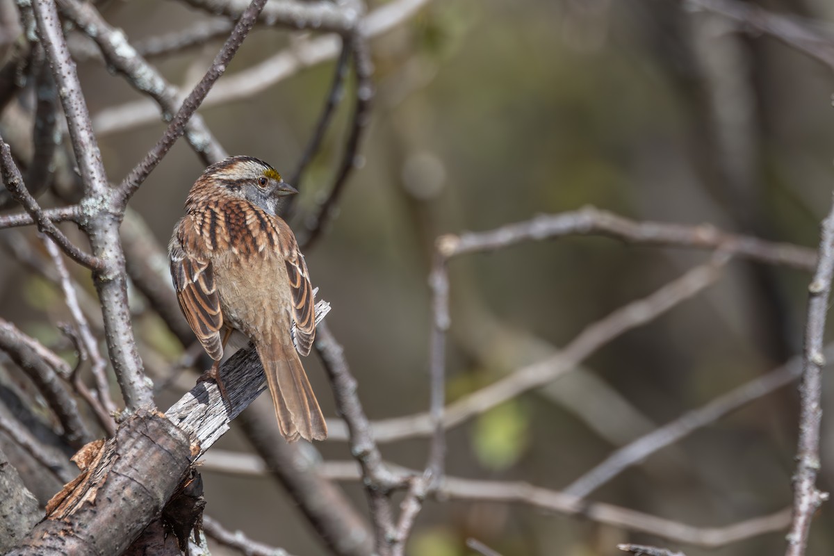 White-throated Sparrow - ML618428967