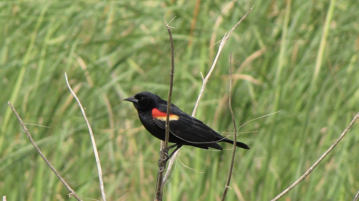 Red-winged Blackbird - ML618428972
