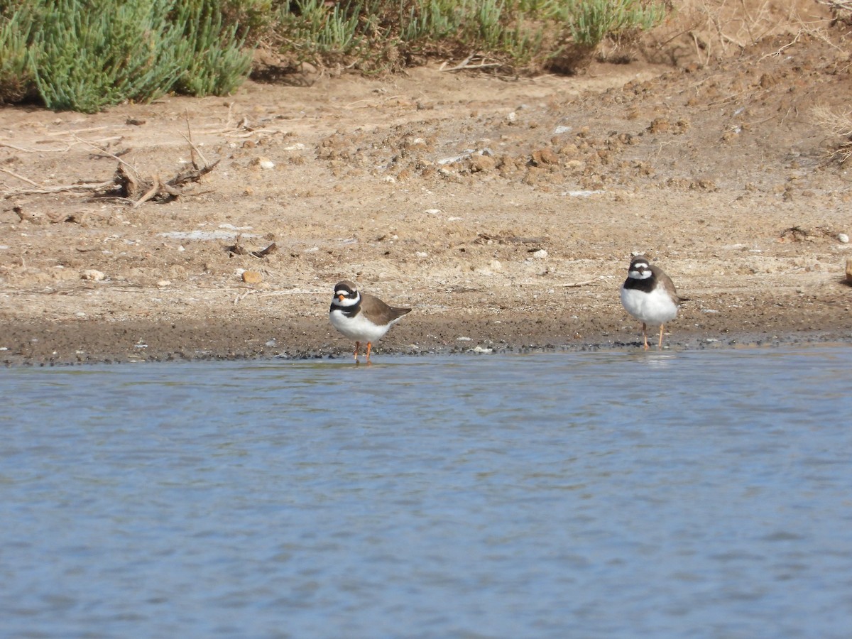 Common Ringed Plover - ML618429003