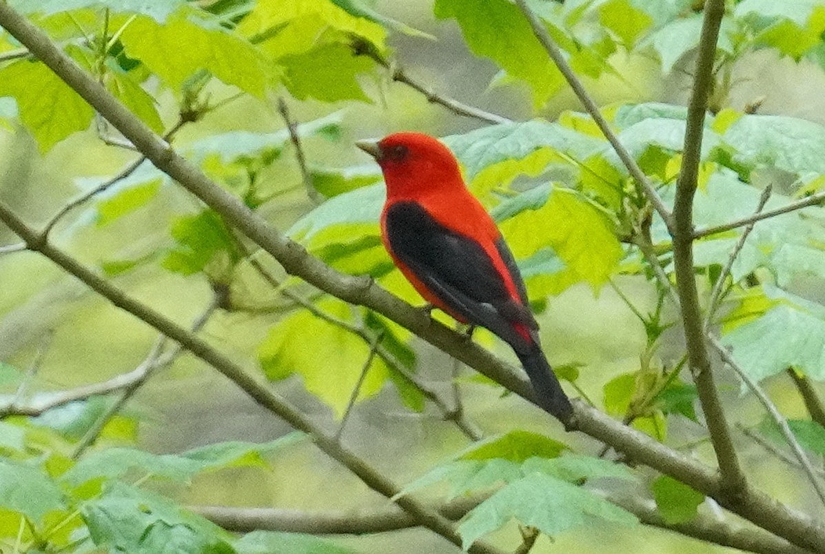 Scarlet Tanager - ML618429008