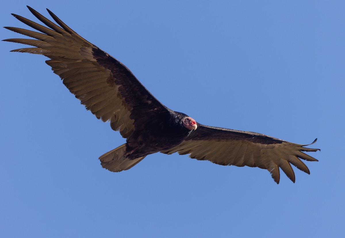 Turkey Vulture (Tropical) - ML618429018