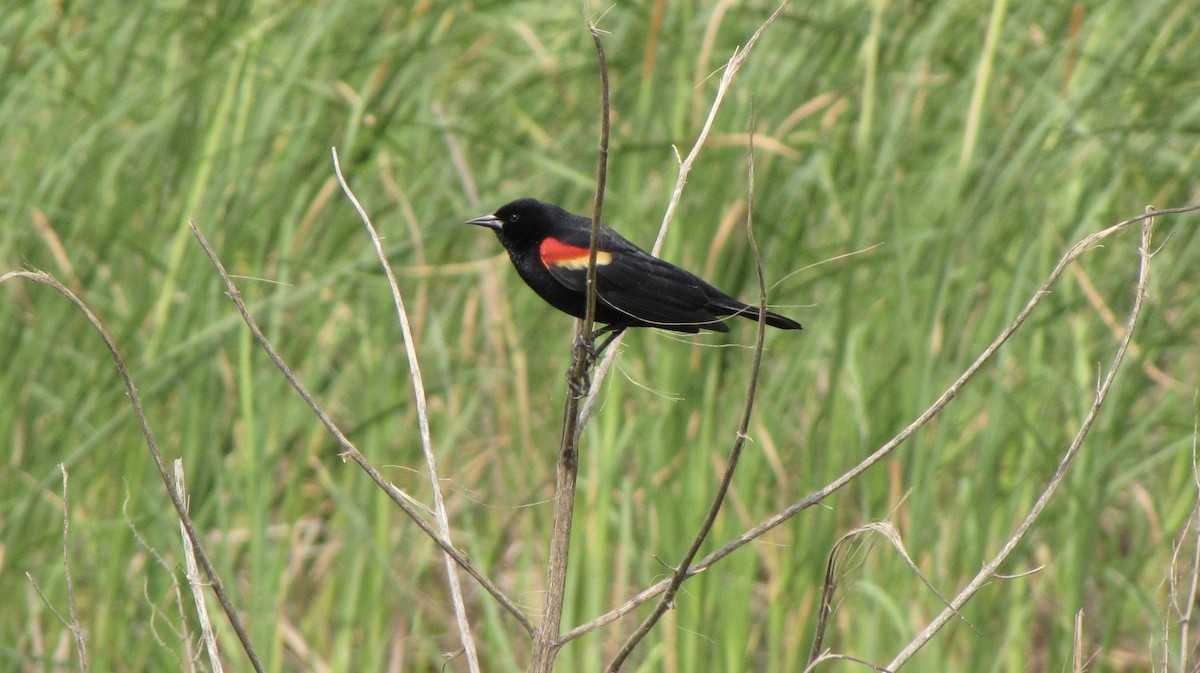 Red-winged Blackbird - ML618429020