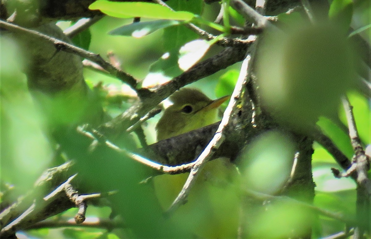 Melodious Warbler - ML618429031