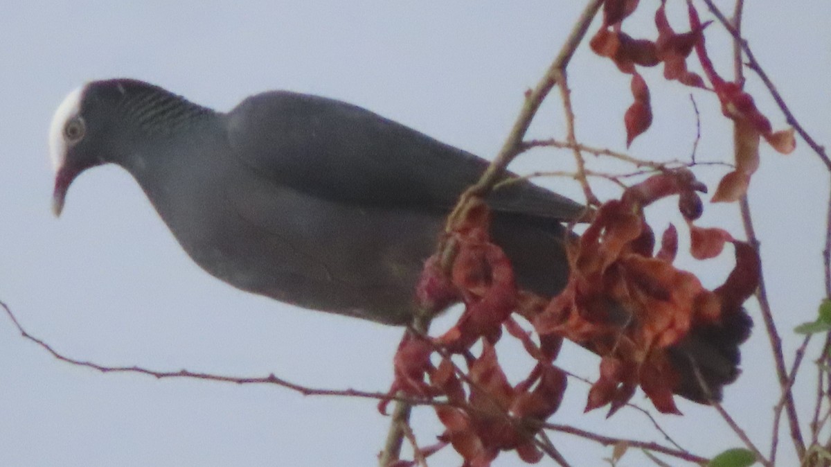 White-crowned Pigeon - Gregory Allen