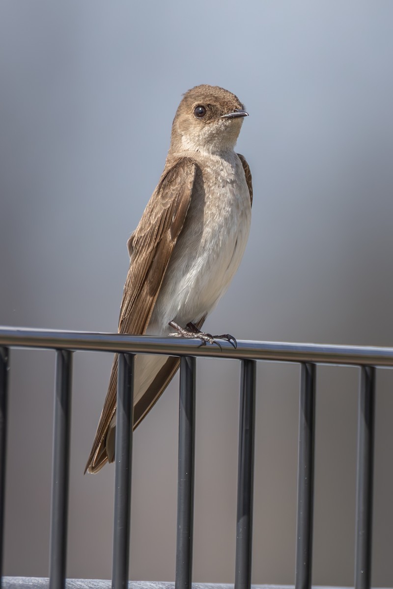Northern Rough-winged Swallow - ML618429063