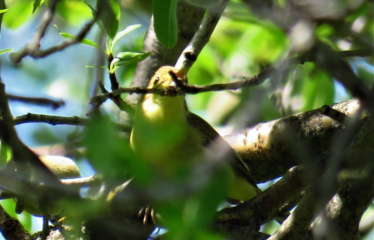 Melodious Warbler - ML618429072