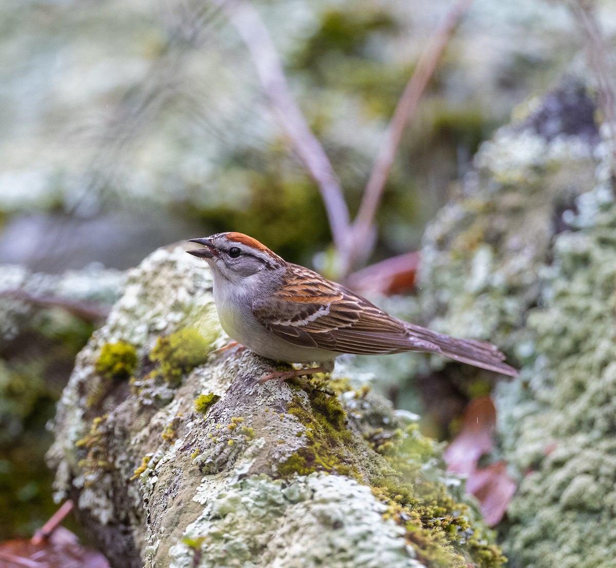 Chipping Sparrow - ML618429080