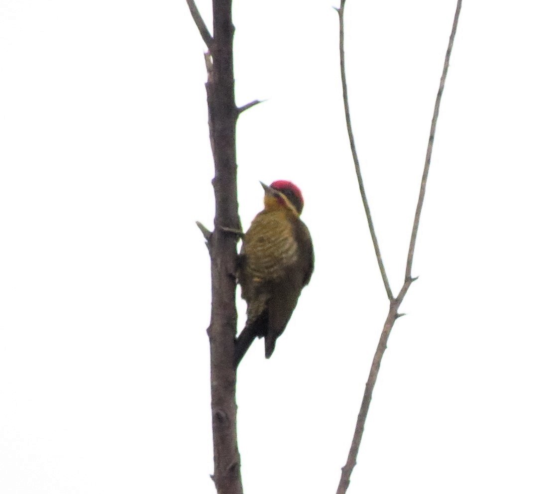 Golden-green Woodpecker - ML618429083