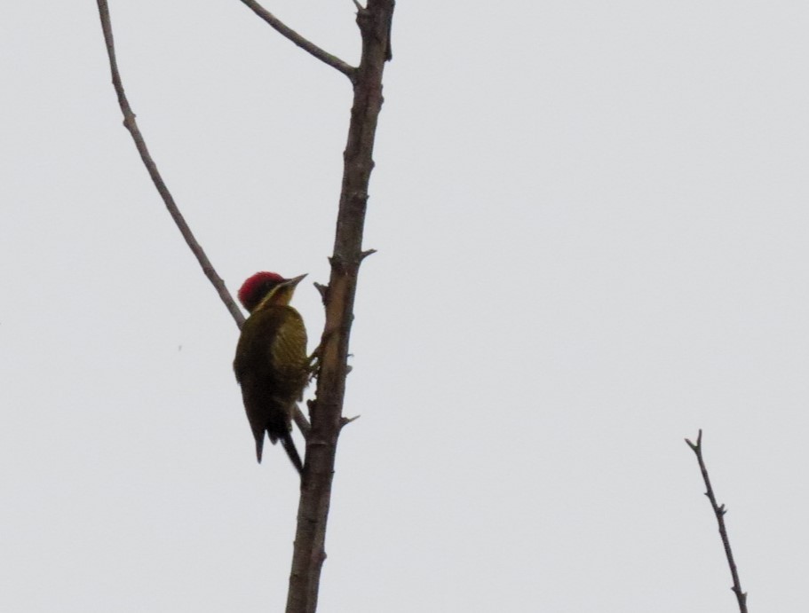 Golden-green Woodpecker - ML618429084