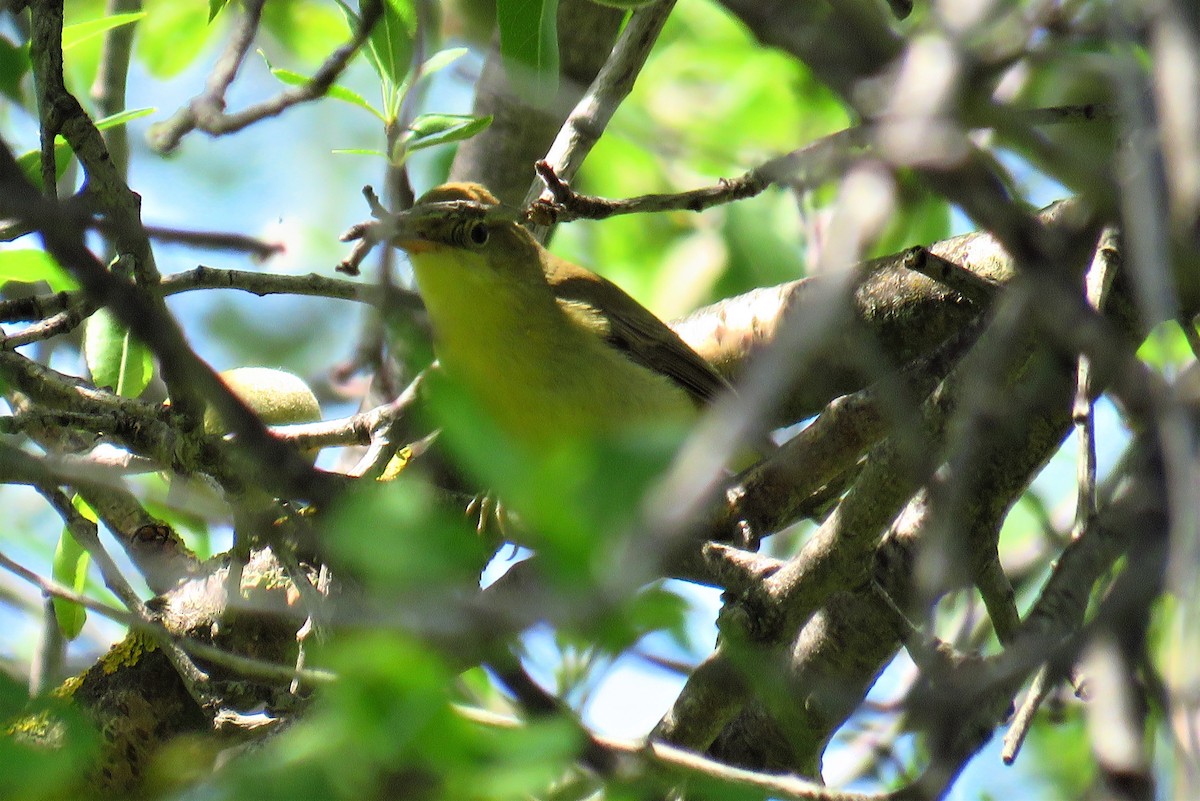 Melodious Warbler - ML618429101