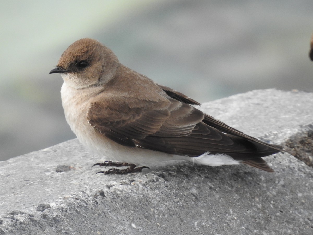 Northern Rough-winged Swallow - ML618429109