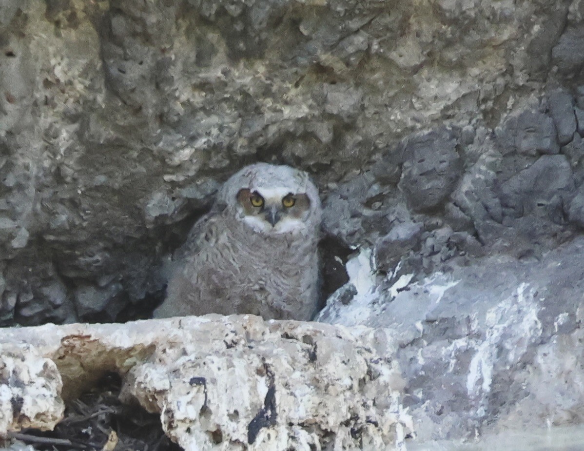 Great Horned Owl - ML618429112