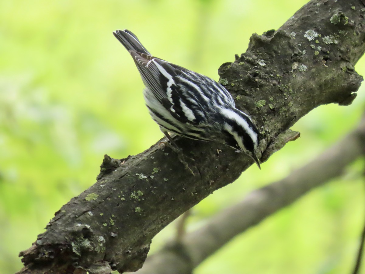 Black-and-white Warbler - ML618429131