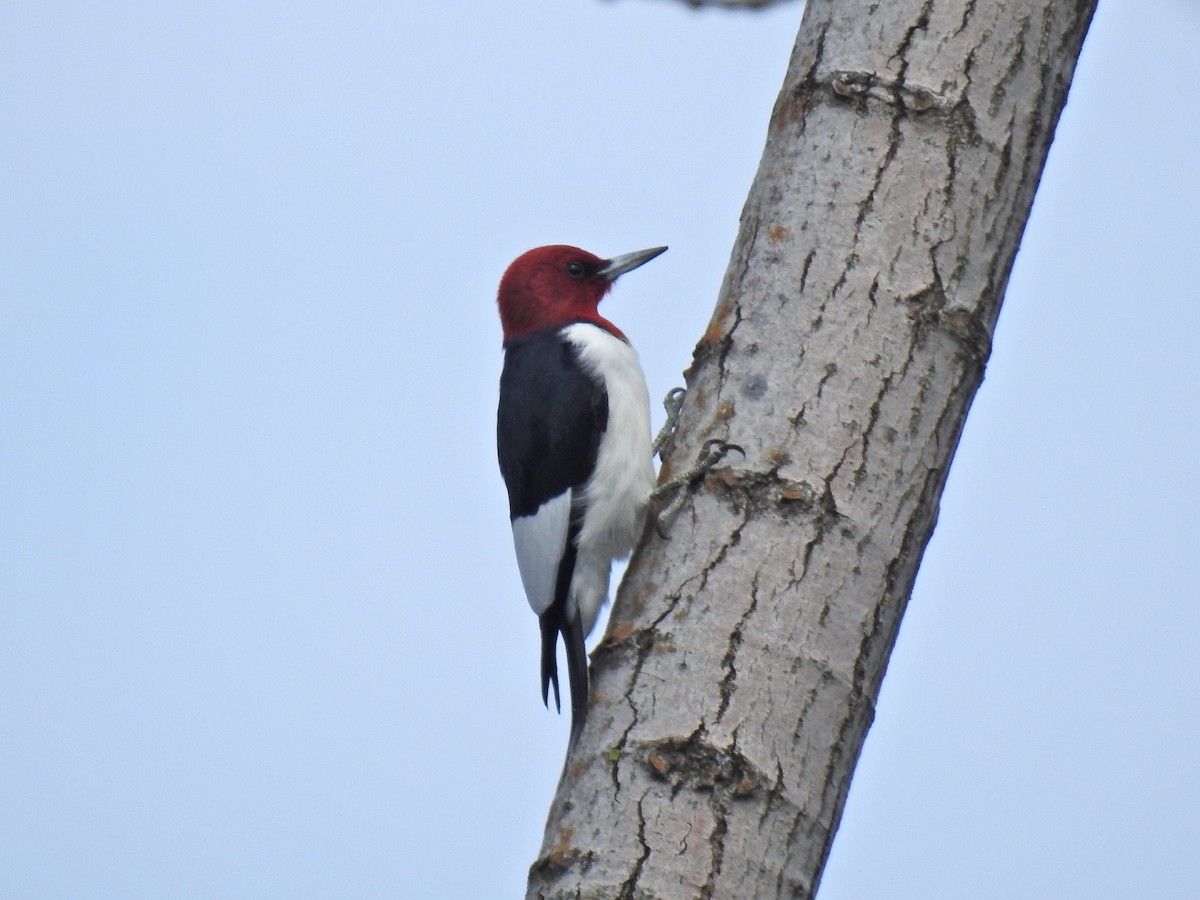 Red-headed Woodpecker - ML618429133