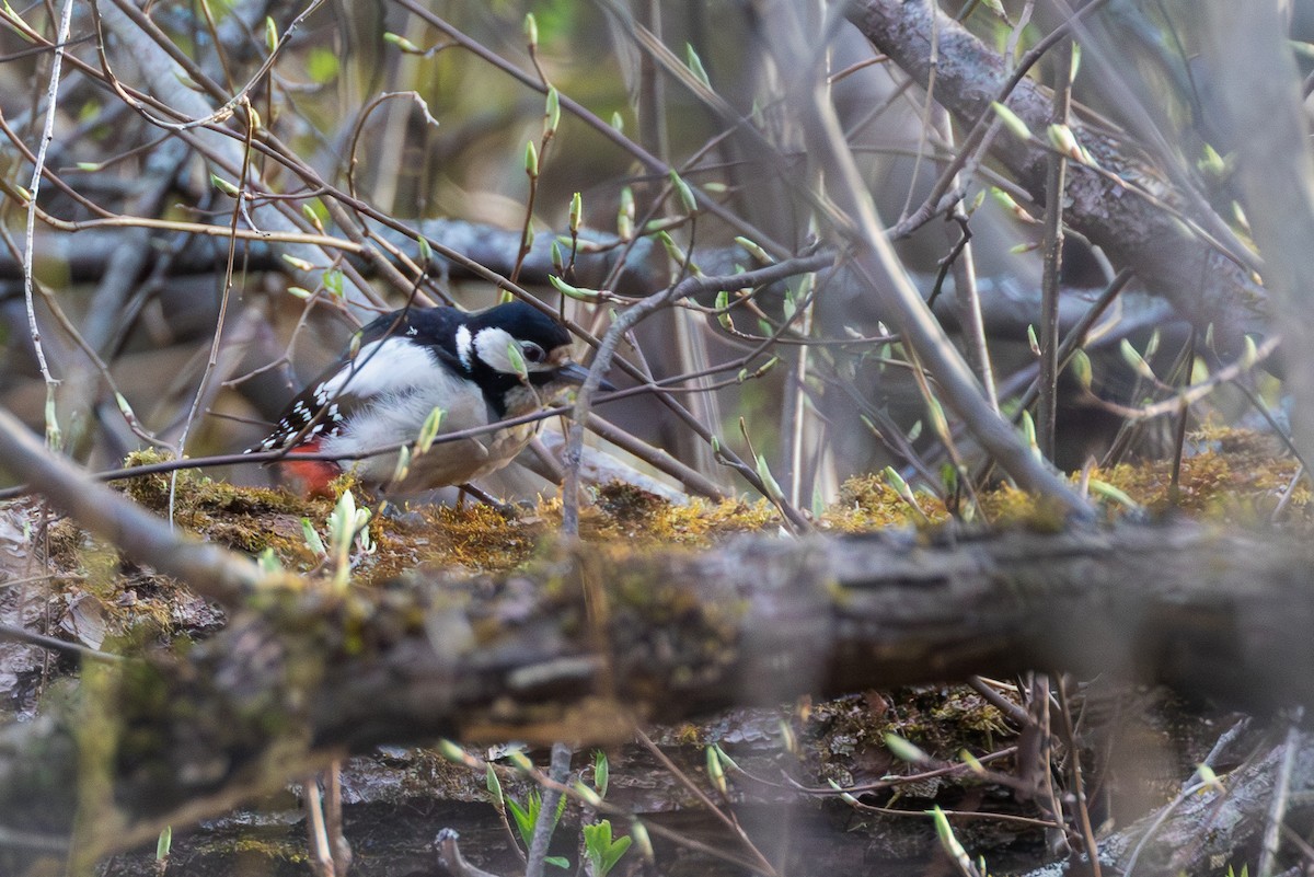 Great Spotted Woodpecker (Great Spotted) - Mark Maddock