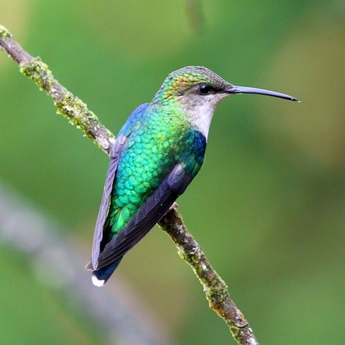 kolibřík vidloocasý - ML618429162
