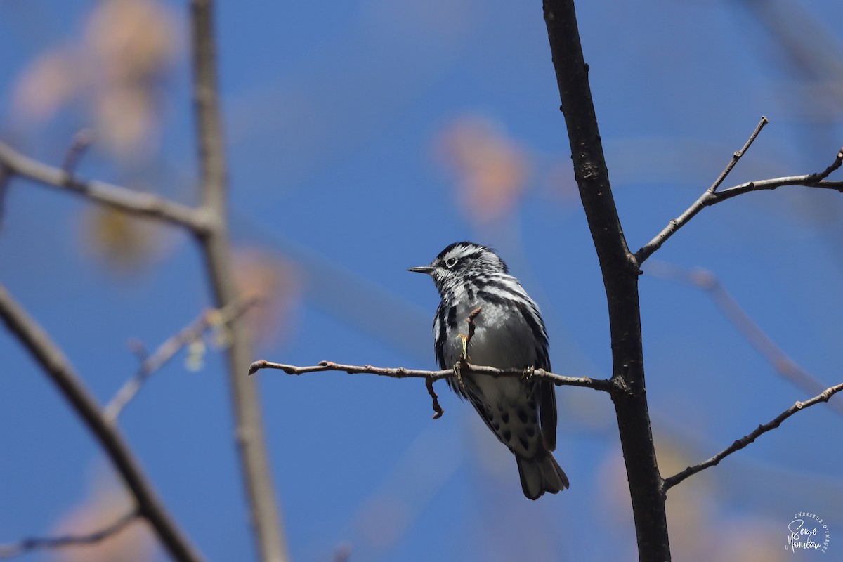 Black-and-white Warbler - ML618429184