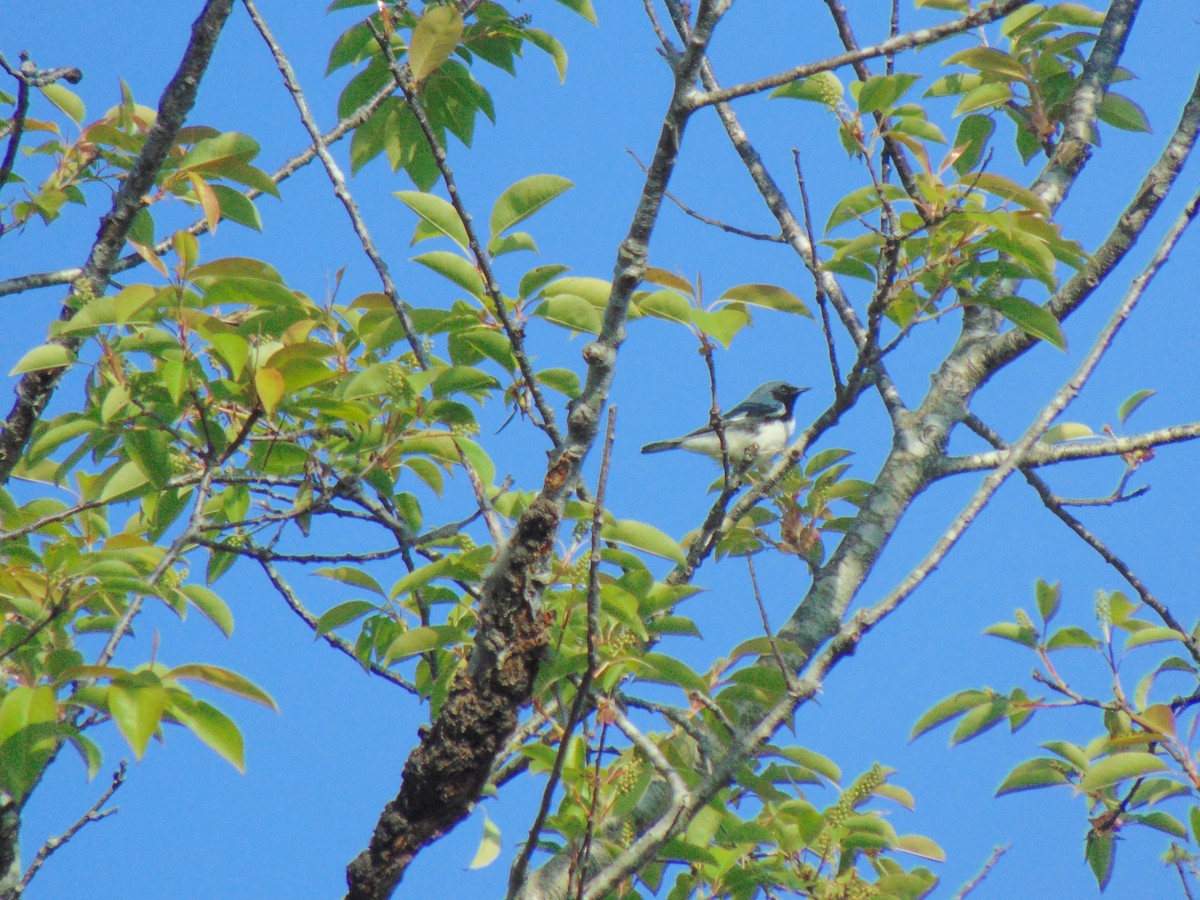 Black-throated Blue Warbler - ML618429218