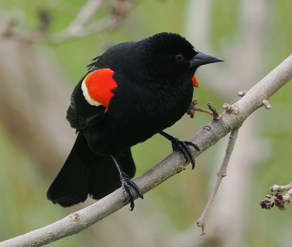 Red-winged Blackbird - ML618429267