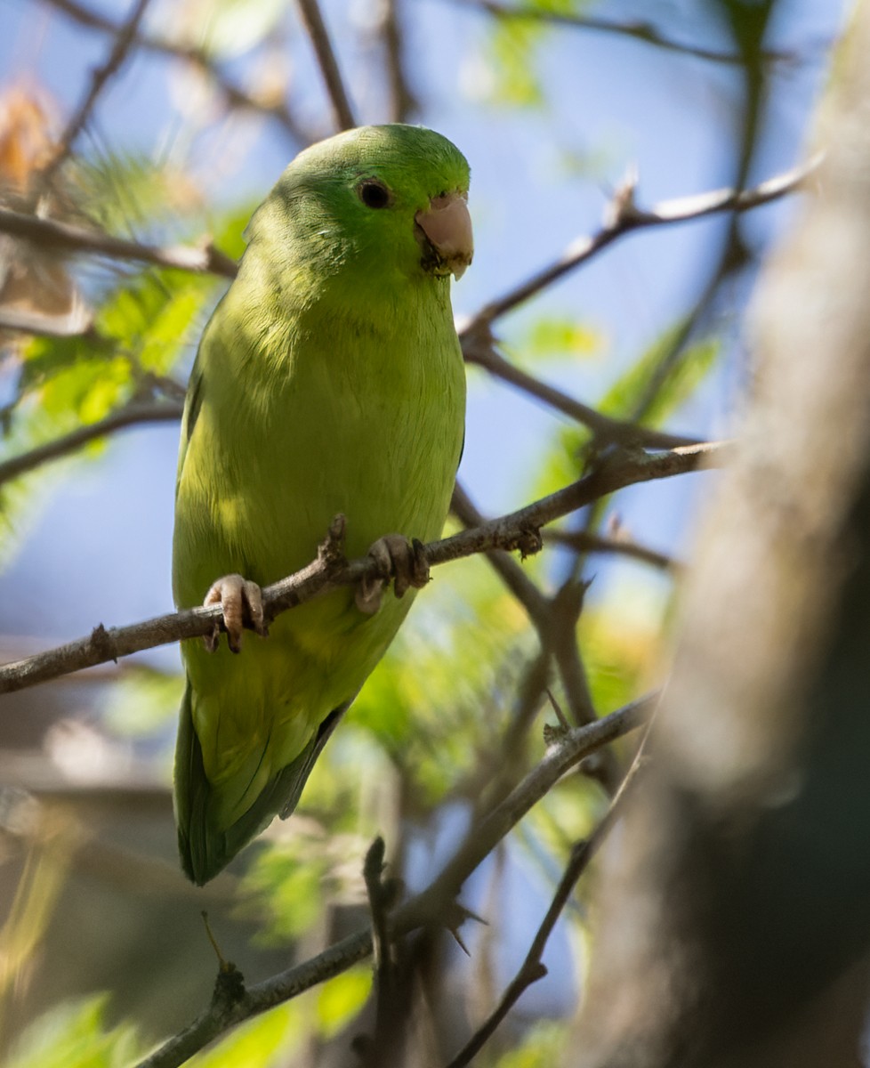 Spectacled Parrotlet - ML618429303