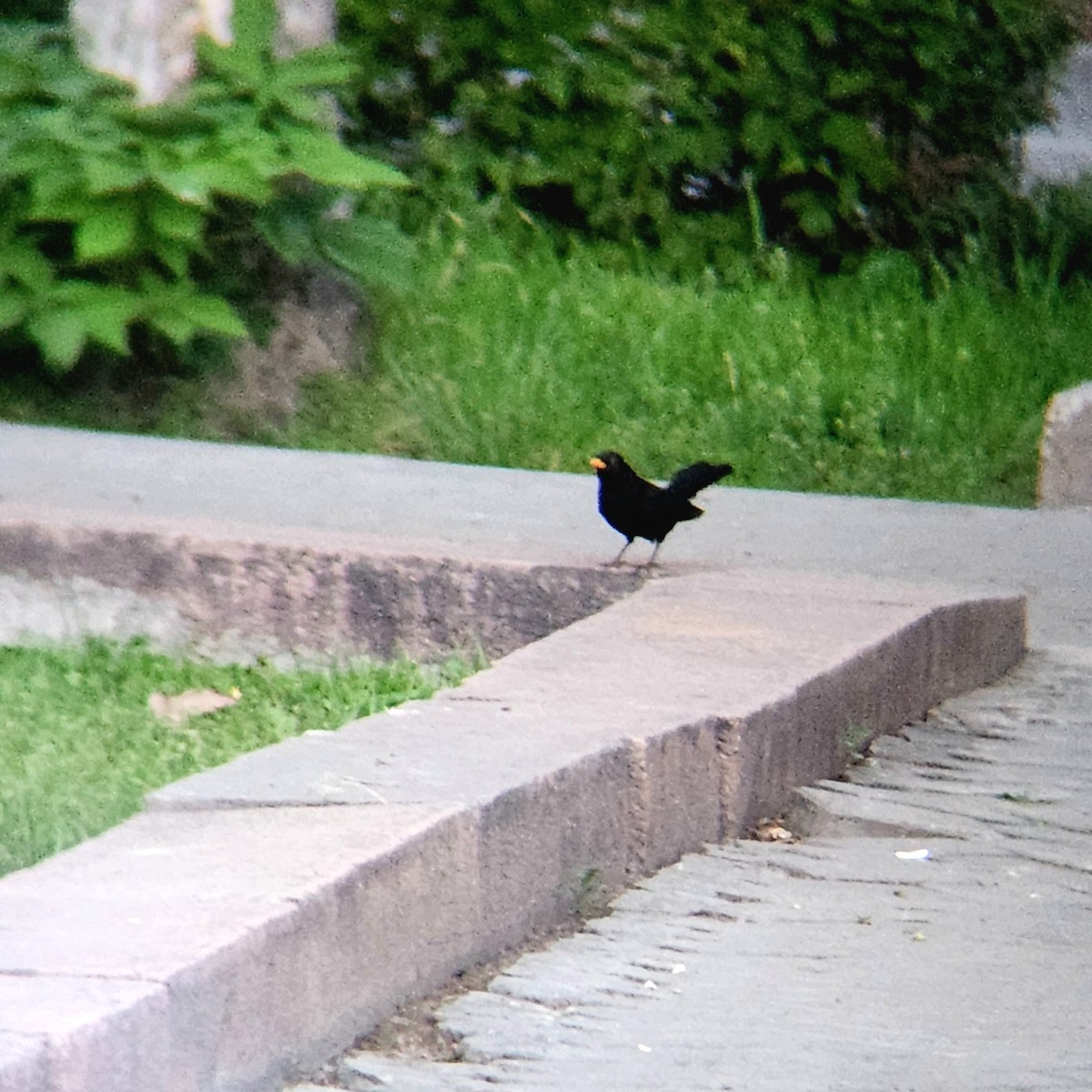 Eurasian Blackbird - ML618429320