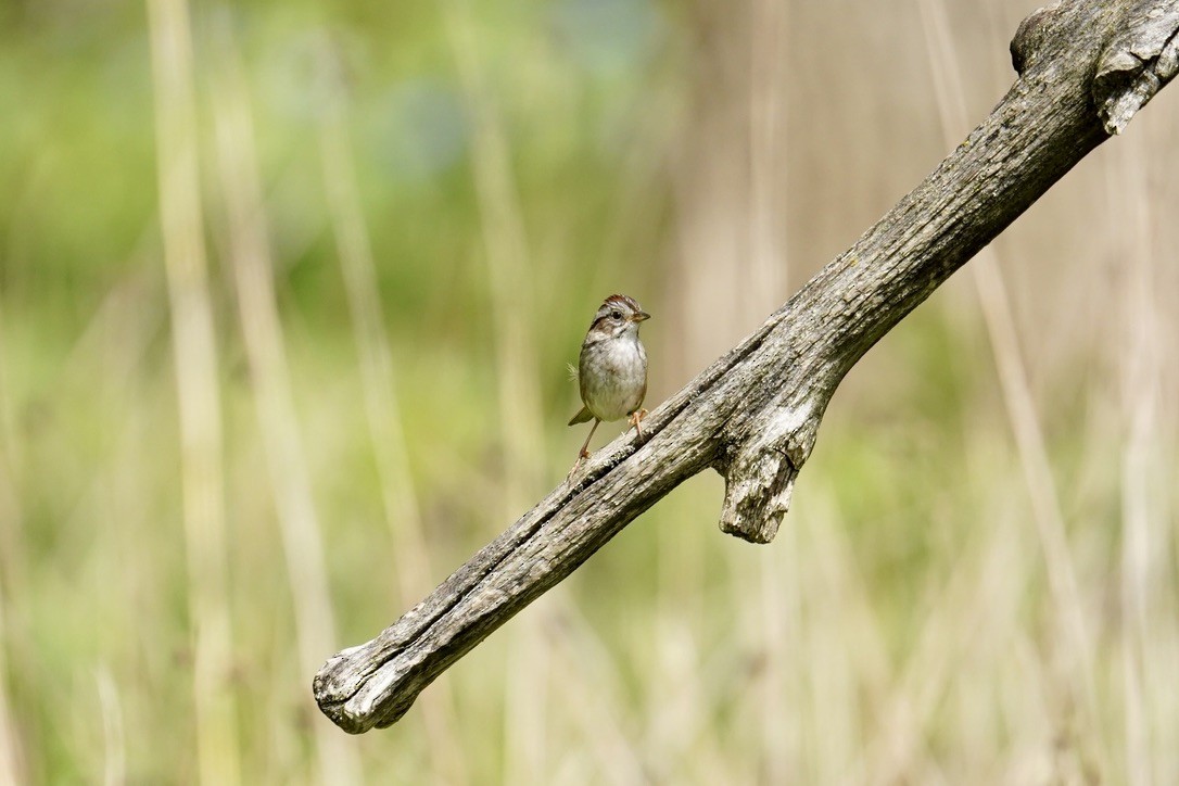 Swamp Sparrow - ML618429344