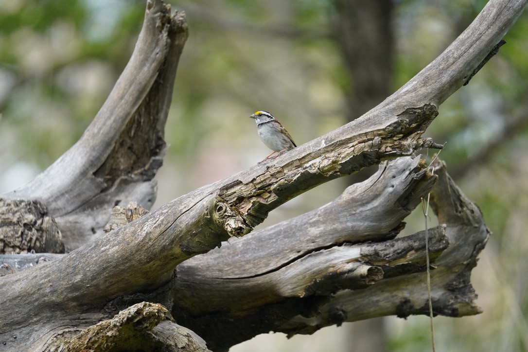 White-throated Sparrow - ML618429346
