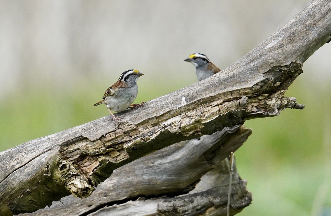White-throated Sparrow - Shea Dettling