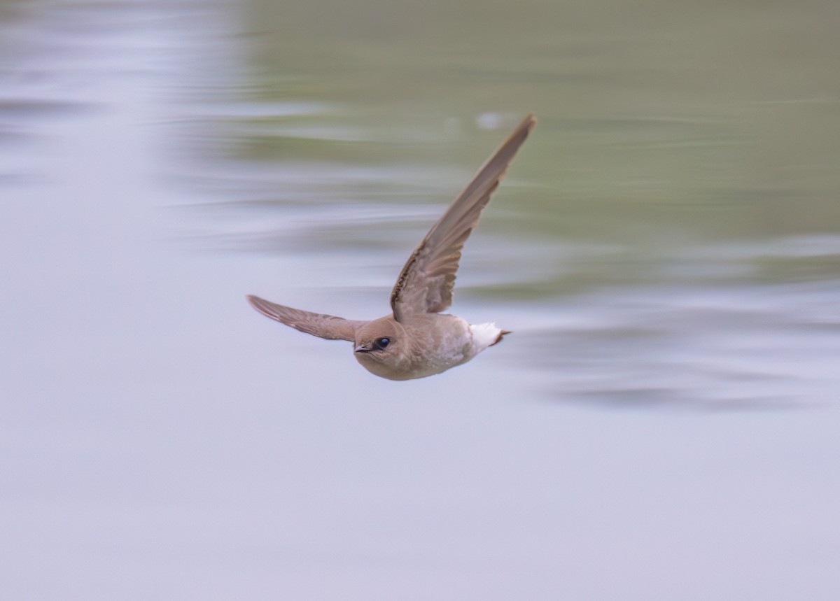 Northern Rough-winged Swallow - ML618429396