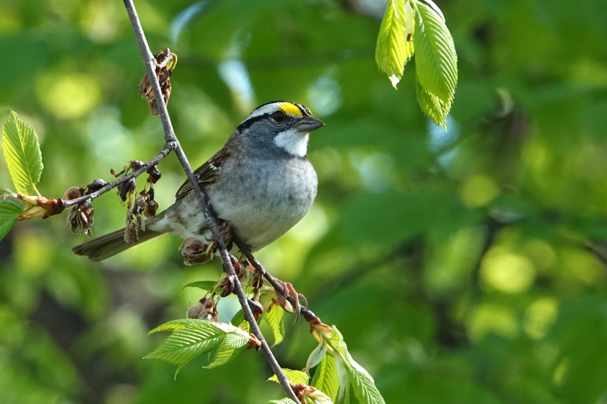 White-throated Sparrow - ML618429407