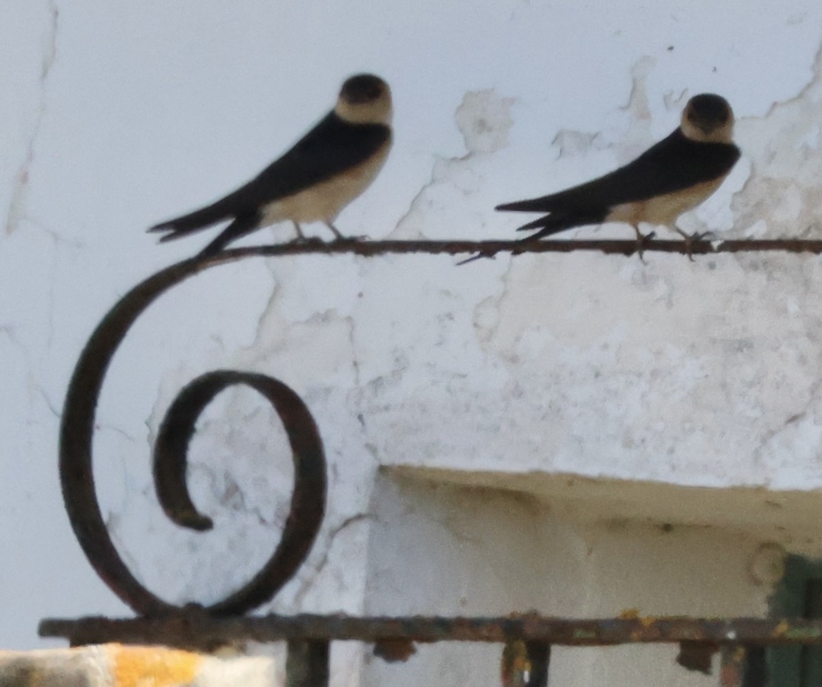Red-rumped Swallow - ML618429521