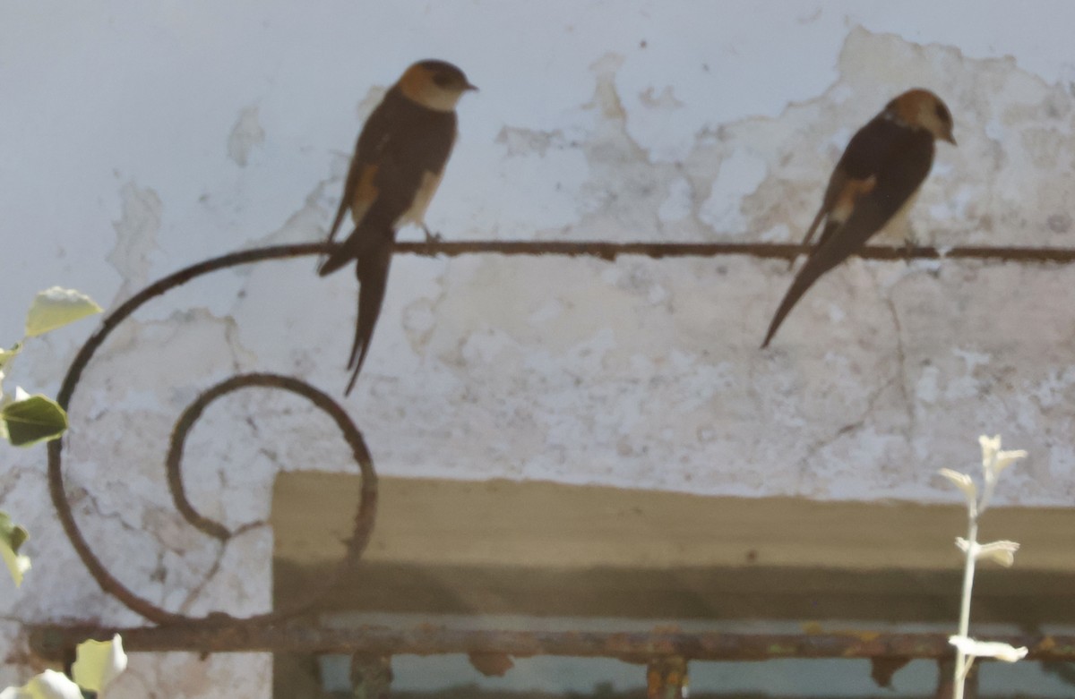 Red-rumped Swallow - ML618429522