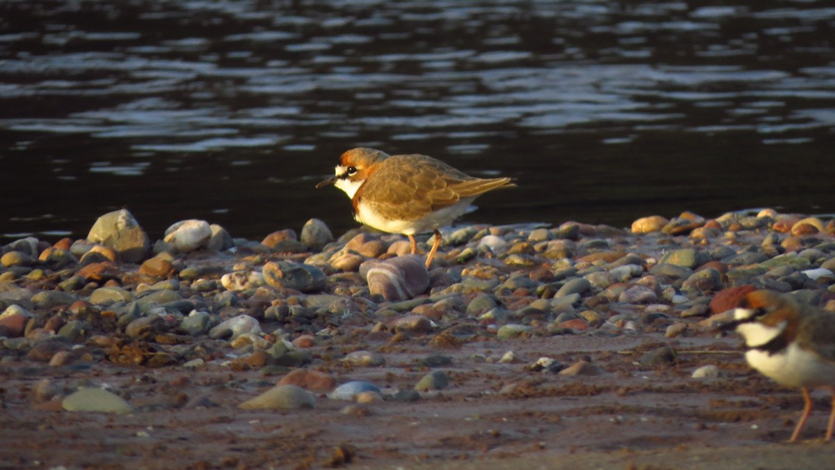 Collared Plover - ML618429552