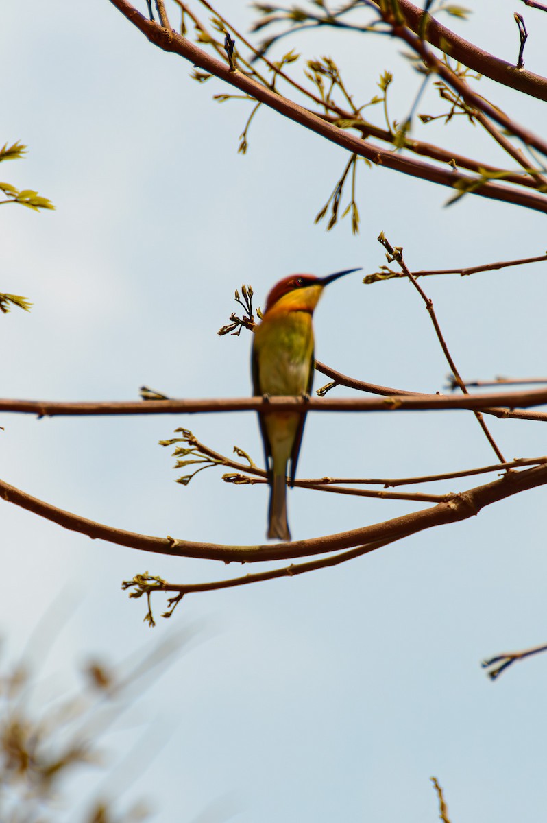 Chestnut-headed Bee-eater - ML618429558