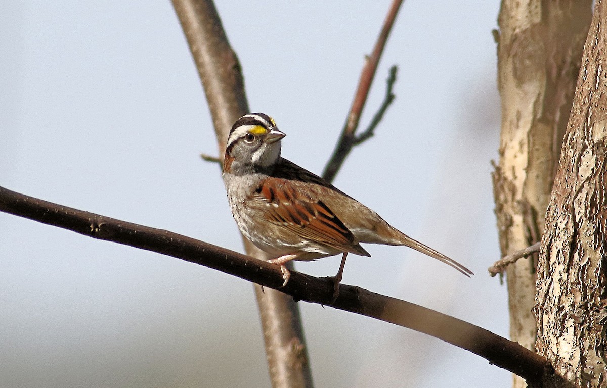 White-throated Sparrow - ML618429573