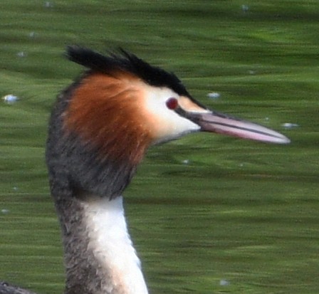Great Crested Grebe - ML618429602