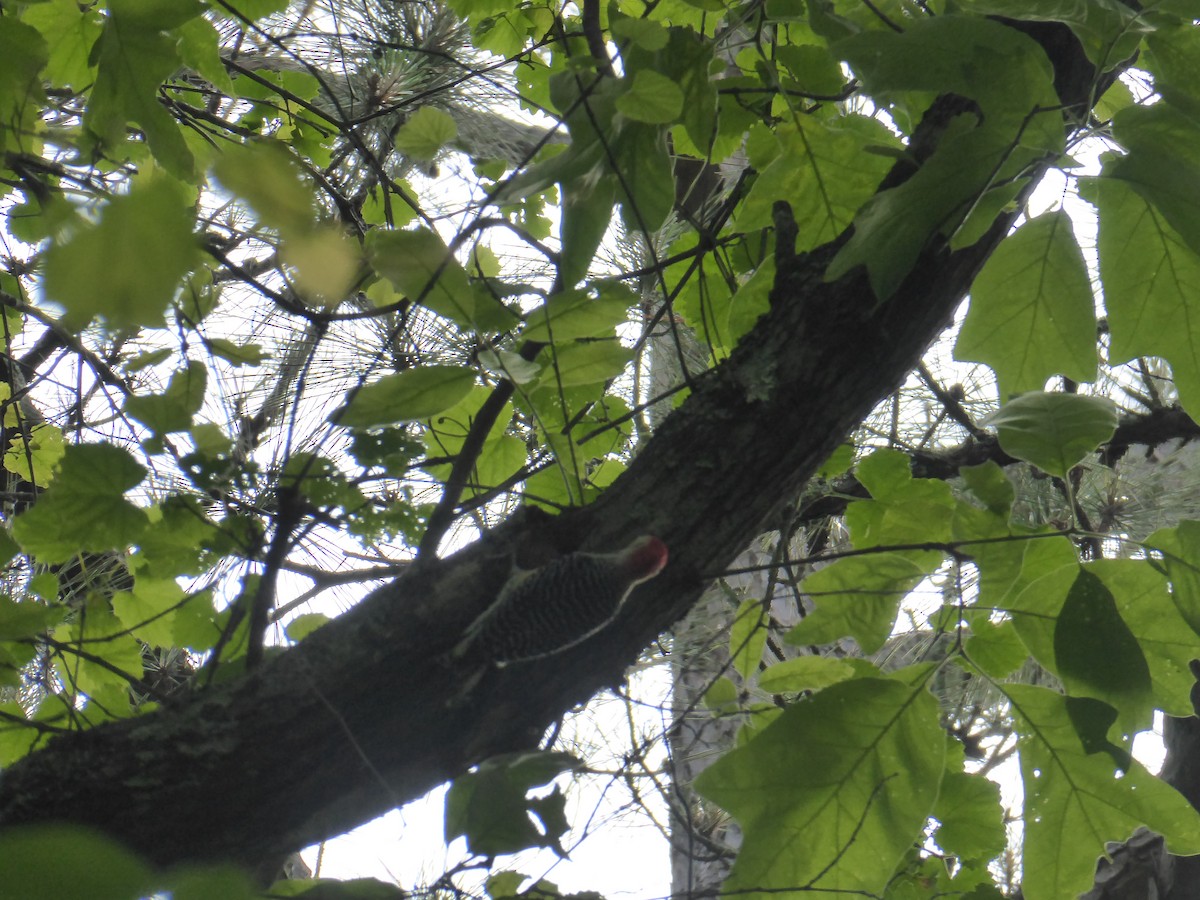 Red-bellied Woodpecker - ML618429606