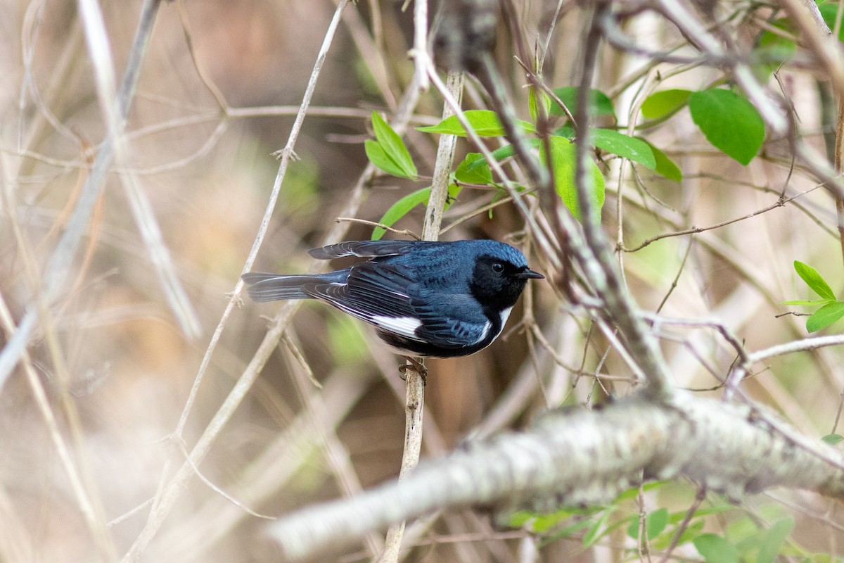 Black-throated Blue Warbler - ML618429616