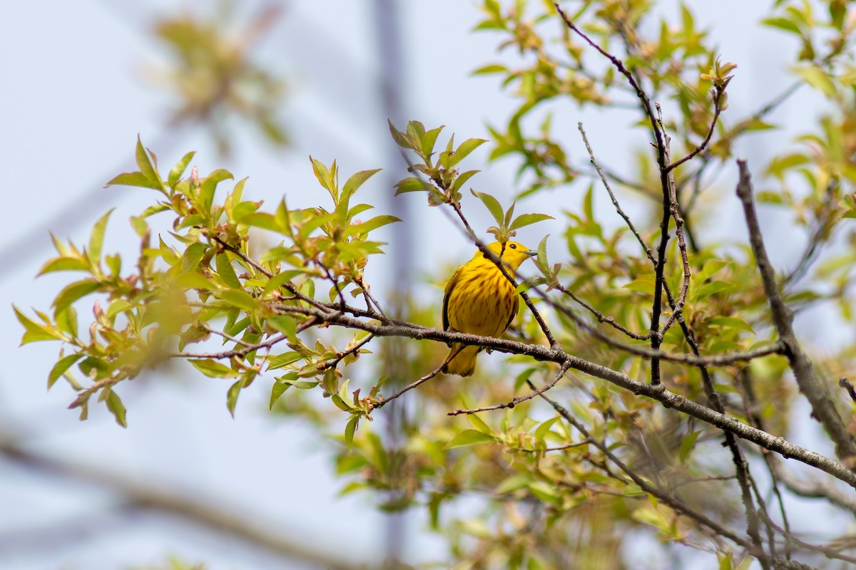 Yellow Warbler - ML618429706