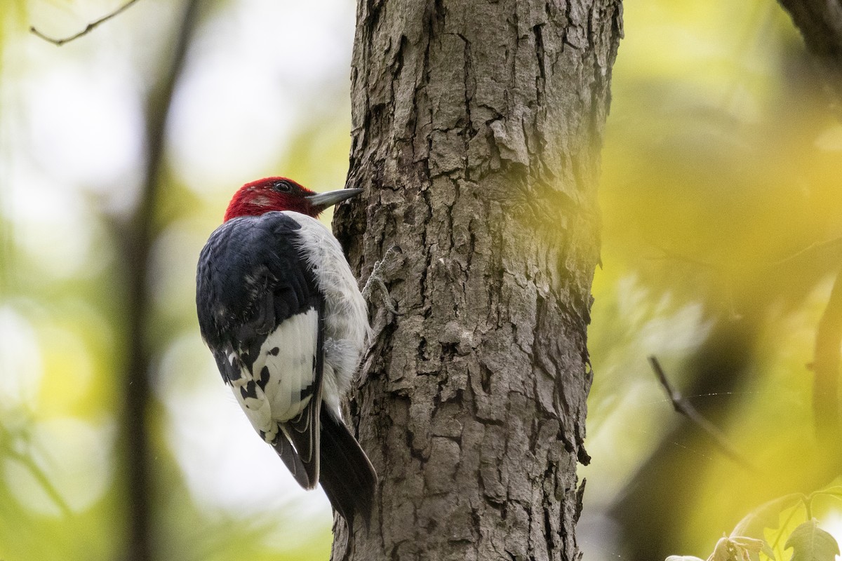 Red-headed Woodpecker - ML618429708