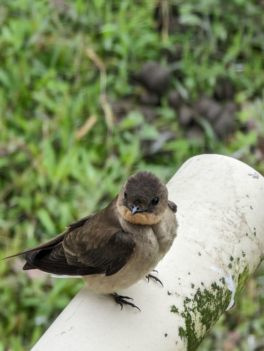 Southern Rough-winged Swallow - ML618429768