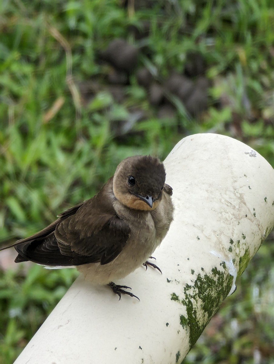 Southern Rough-winged Swallow - ML618429792