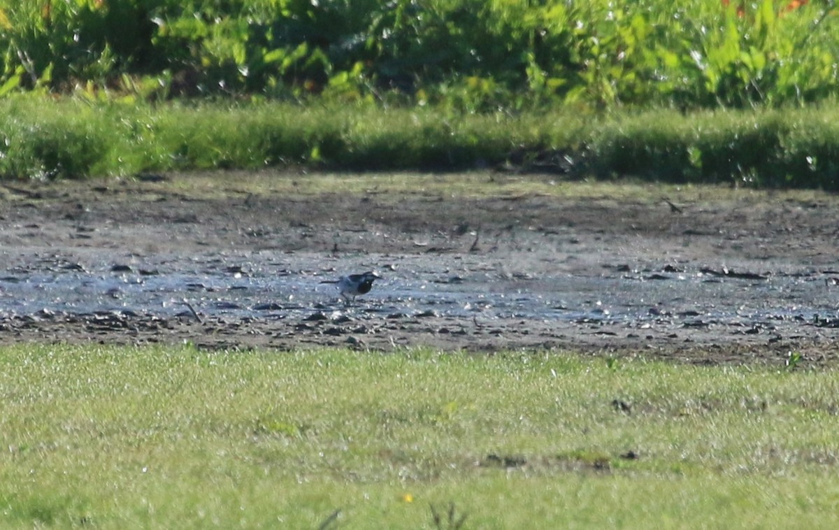 White Wagtail (Black-backed) - ML618429824