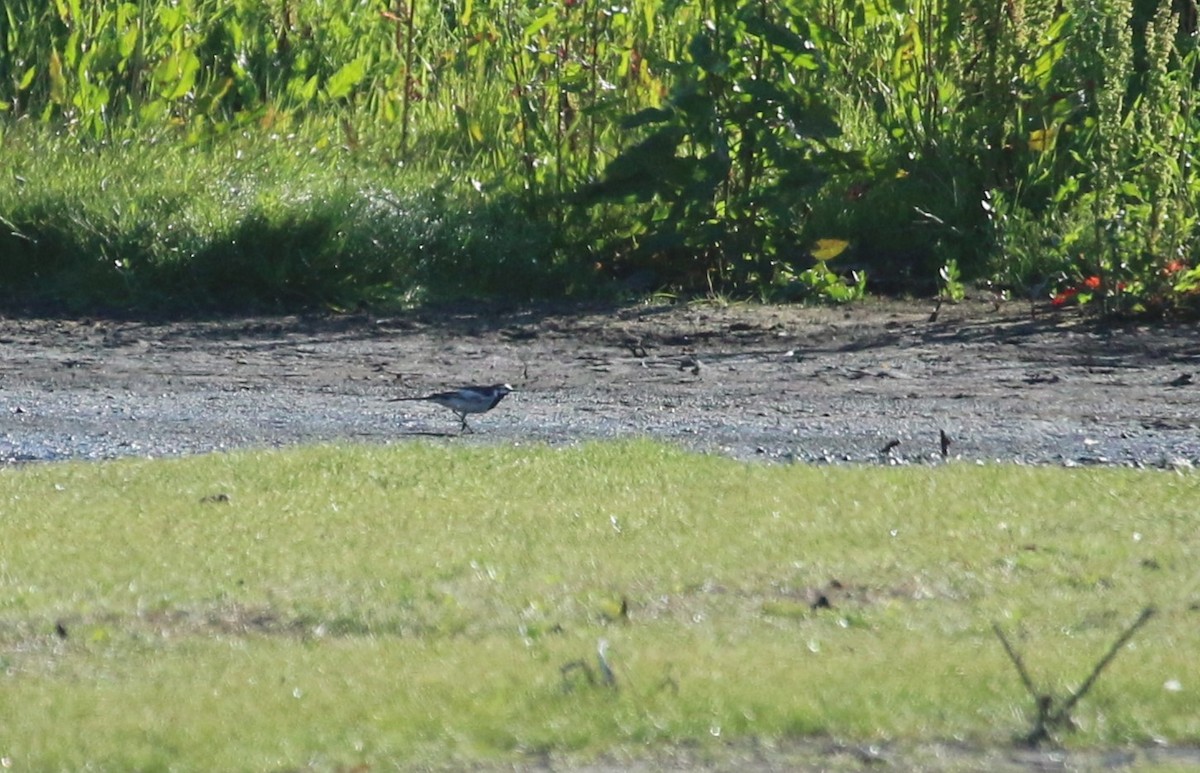 White Wagtail (Black-backed) - ML618429839