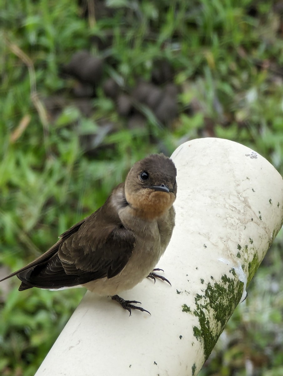 Southern Rough-winged Swallow - ML618429841