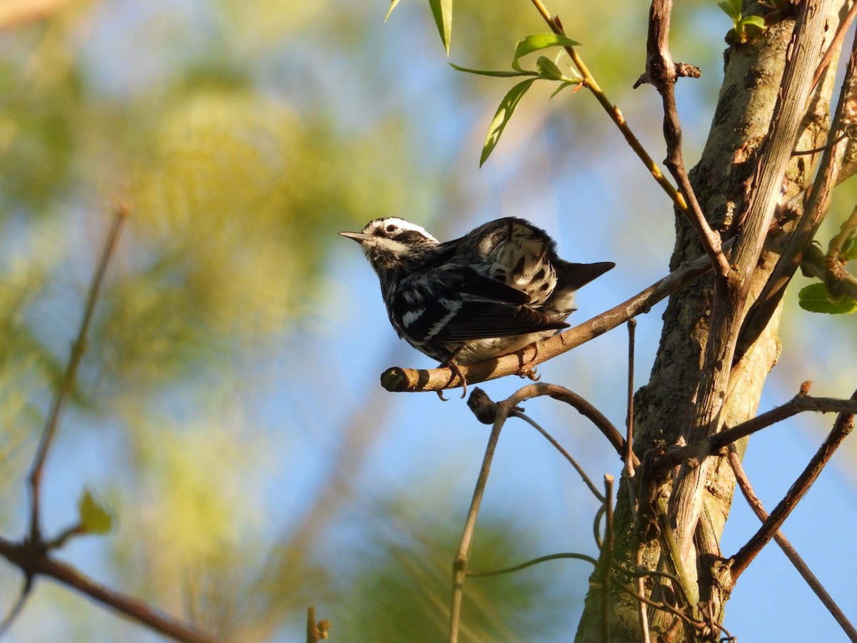 Black-and-white Warbler - ML618429850