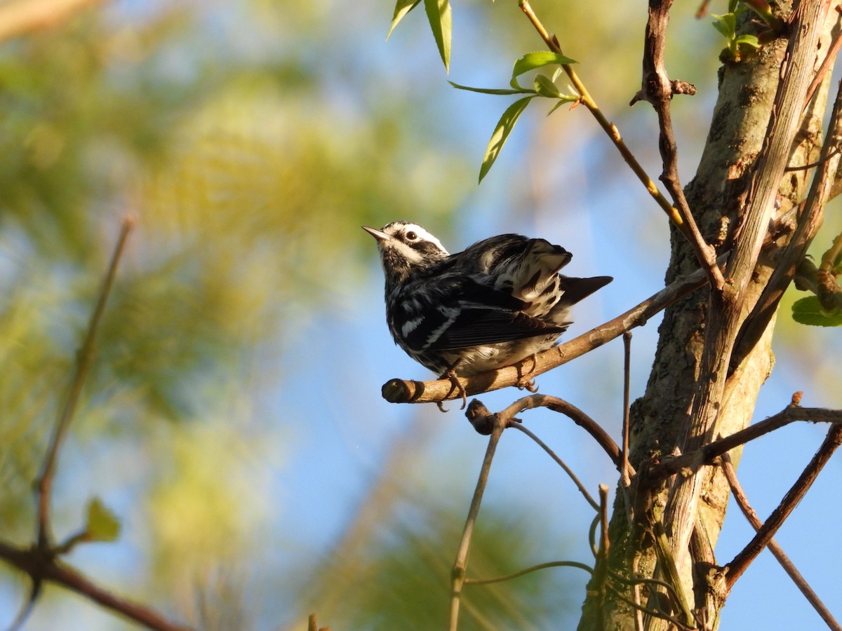 Black-and-white Warbler - ML618429851
